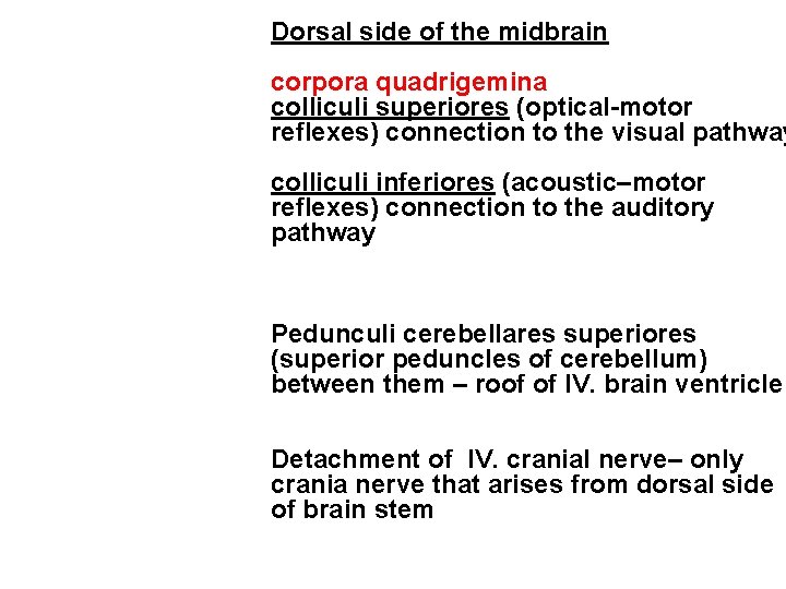 Dorsal side of the midbrain corpora quadrigemina colliculi superiores (optical-motor reflexes) connection to the