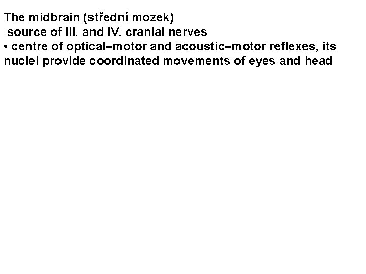 The midbrain (střední mozek) source of III. and IV. cranial nerves • centre of