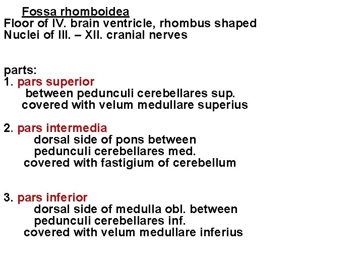 Fossa rhomboidea Floor of IV. brain ventricle, rhombus shaped Nuclei of III. – XII.