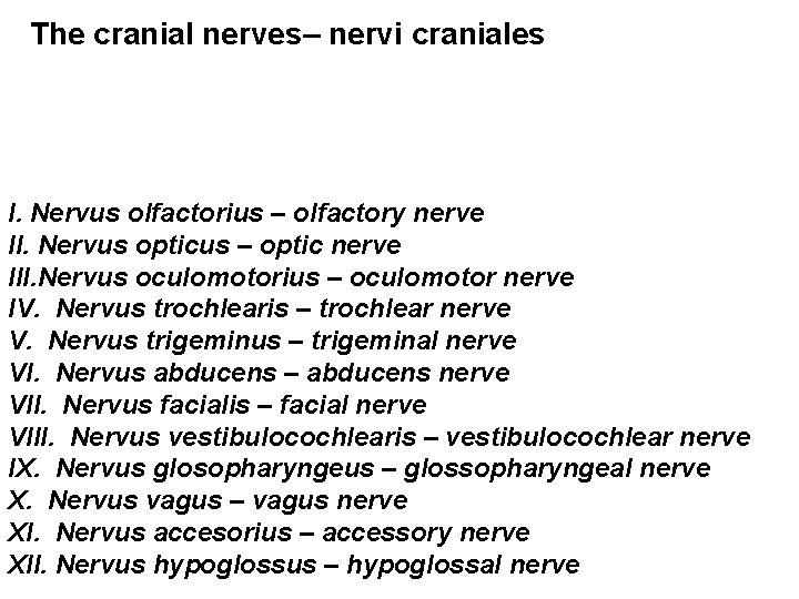 The cranial nerves– nervi craniales I. Nervus olfactorius – olfactory nerve II. Nervus opticus
