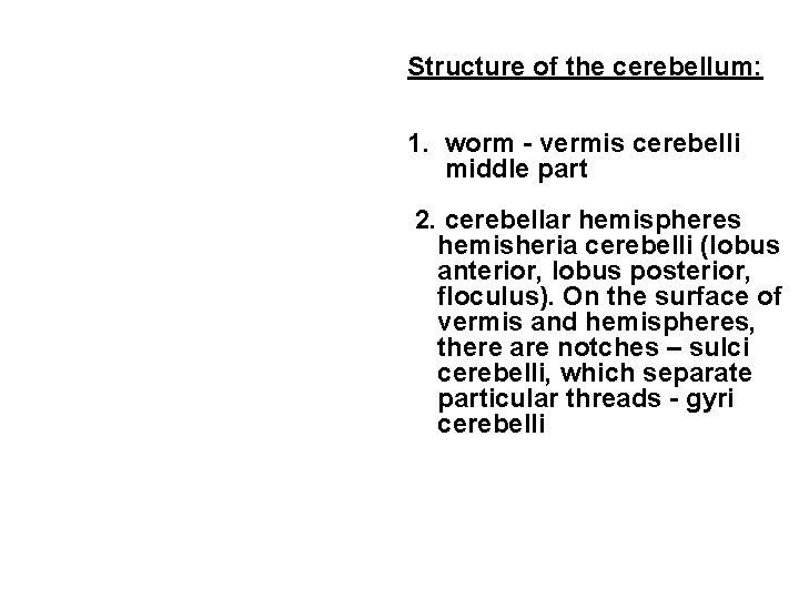 Structure of the cerebellum: 1. worm - vermis cerebelli middle part 2. cerebellar hemispheres