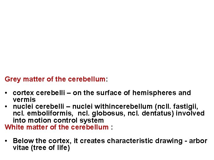Grey matter of the cerebellum: • cortex cerebelli – on the surface of hemispheres