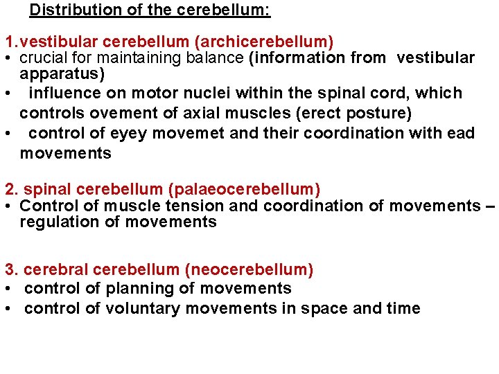 Distribution of the cerebellum: 1. vestibular cerebellum (archicerebellum) • crucial for maintaining balance (information