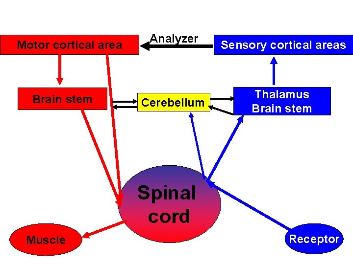 Motor cortical area Brain stem Analyzer Cerebellum Sensory cortical areas Thalamus Brain stem Spinal