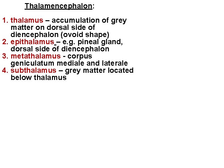 Thalamencephalon: 1. thalamus – accumulation of grey matter on dorsal side of diencephalon (ovoid