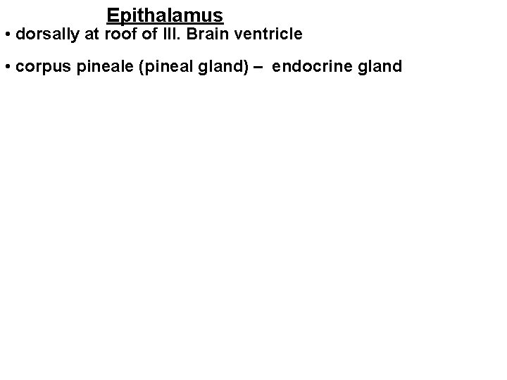 Epithalamus • dorsally at roof of III. Brain ventricle • corpus pineale (pineal gland)