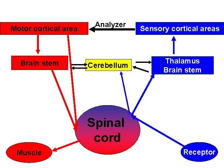 Motor cortical area Brain stem Analyzer Cerebellum Sensory cortical areas Thalamus Brain stem Spinal