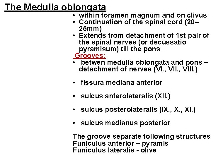 The Medulla oblongata • within foramen magnum and on clivus • Continuation of the