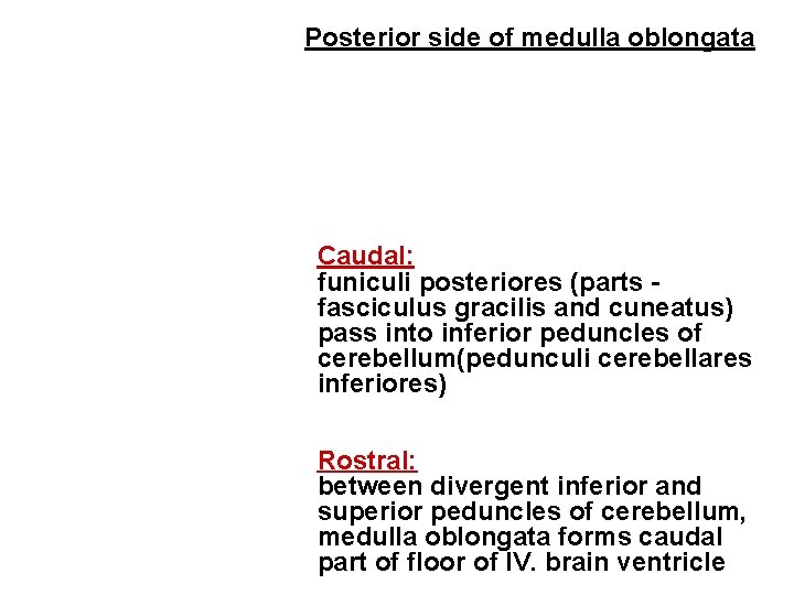 Posterior side of medulla oblongata Caudal: funiculi posteriores (parts fasciculus gracilis and cuneatus) pass