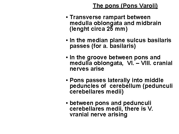 The pons (Pons Varoli) • Transverse rampart between medulla oblongata and midbrain (lenght circa