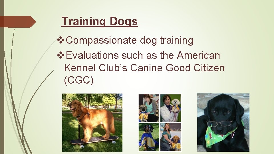Training Dogs v. Compassionate dog training v. Evaluations such as the American Kennel Club’s