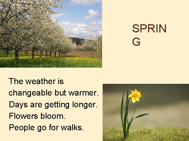 SPRIN G The weather is changeable but warmer. Days are getting longer. Flowers bloom.