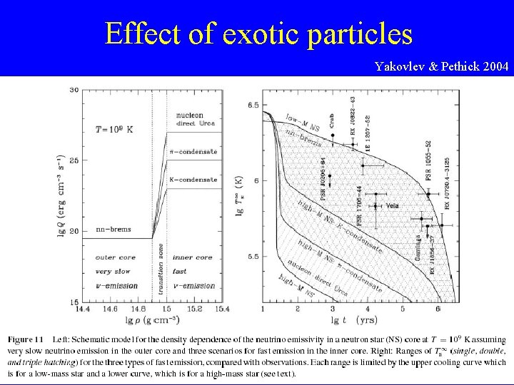 Effect of exotic particles Yakovlev & Pethick 2004 