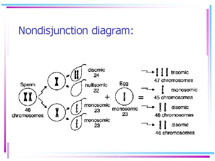 Nondisjunction diagram: 