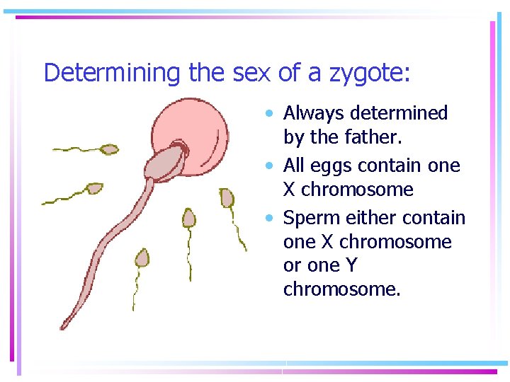 Determining the sex of a zygote: • Always determined by the father. • All