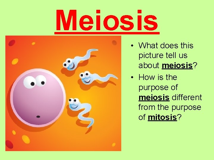 Meiosis • What does this picture tell us about meiosis? • How is the