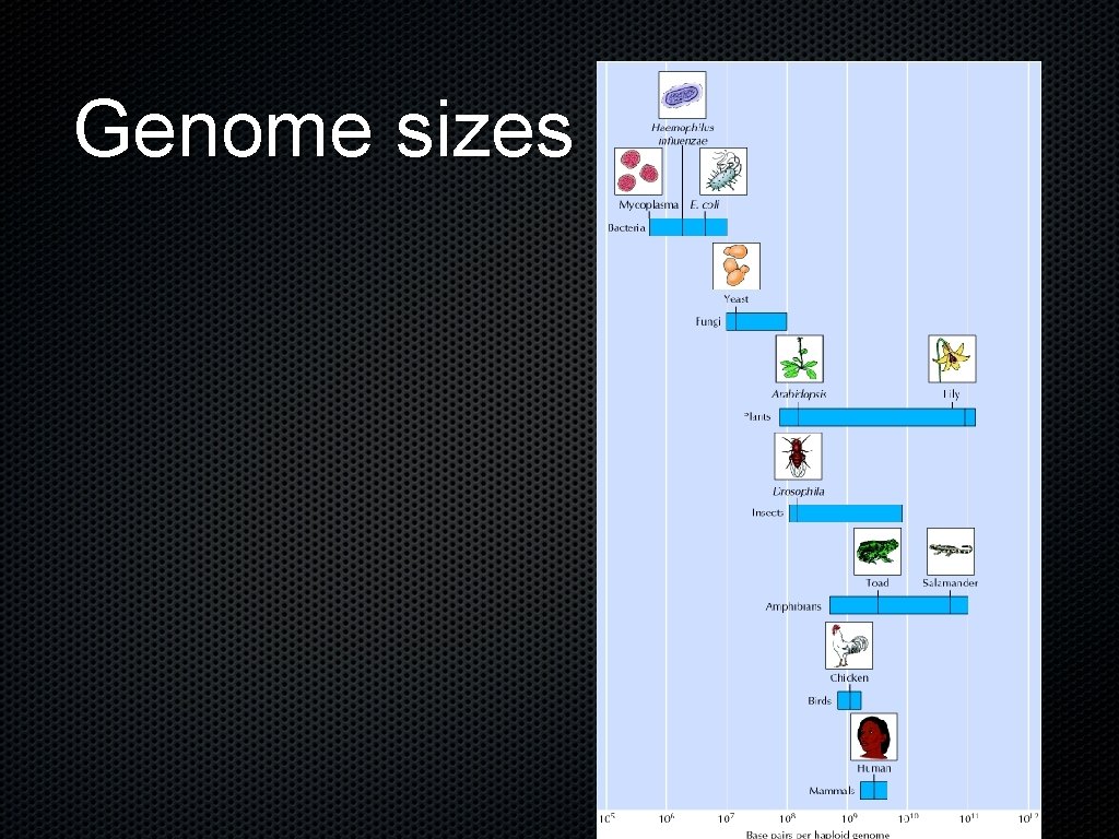 Genome sizes 