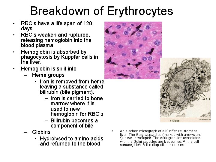 Breakdown of Erythrocytes • • RBC’s have a life span of 120 days. RBC’s