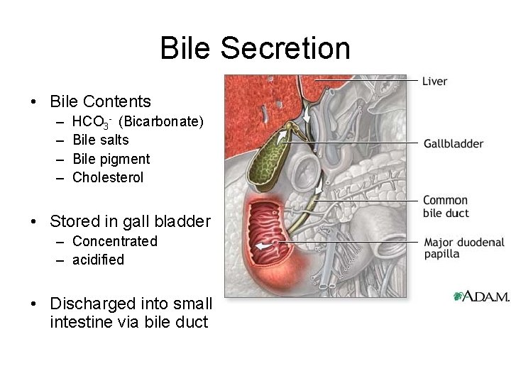 Bile Secretion • Bile Contents – – HCO 3 - (Bicarbonate) Bile salts Bile