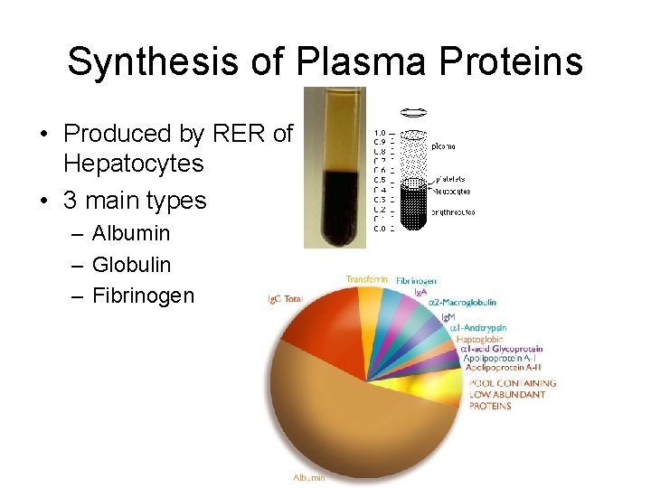 Synthesis of Plasma Proteins • Produced by RER of Hepatocytes • 3 main types