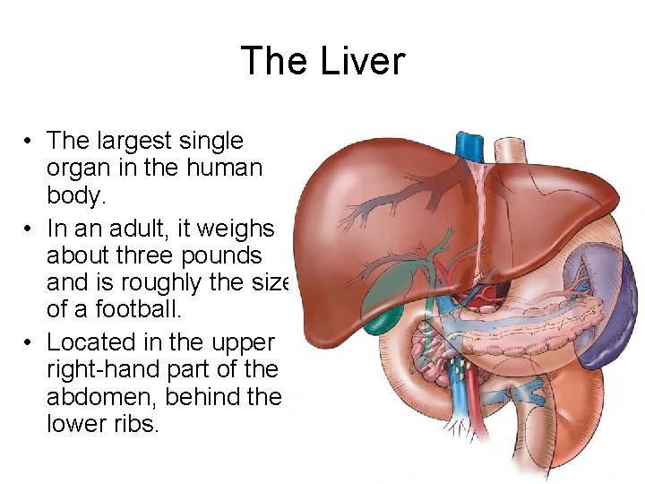 The Liver • The largest single organ in the human body. • In an