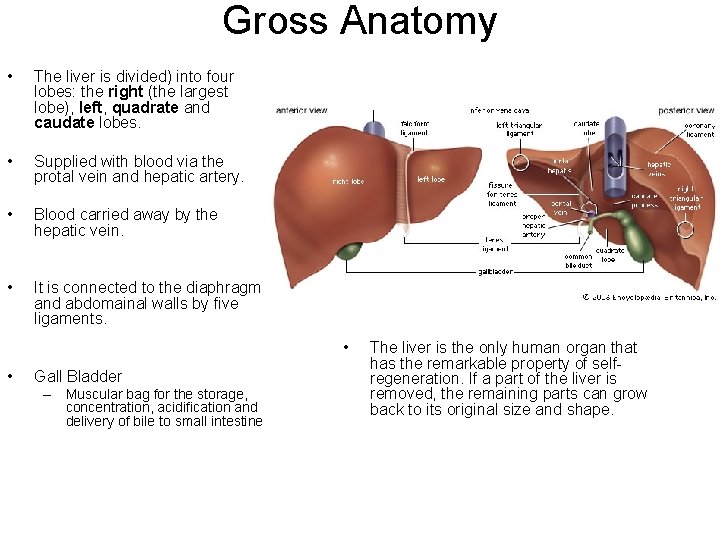 Gross Anatomy • The liver is divided) into four lobes: the right (the largest
