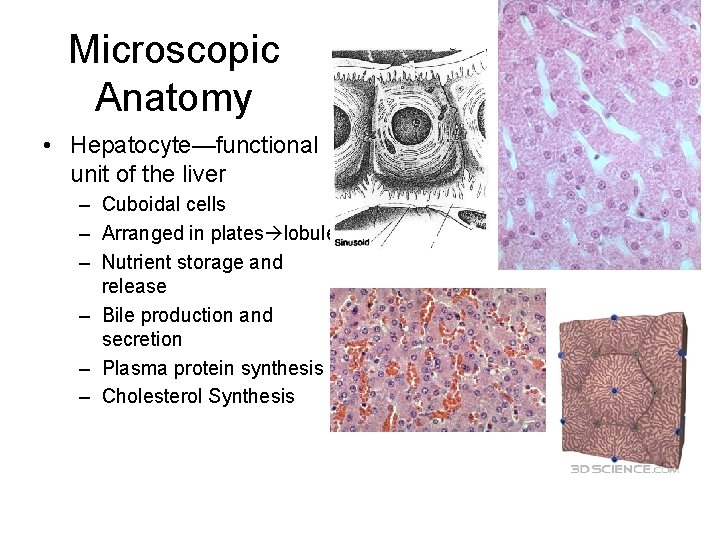 Microscopic Anatomy • Hepatocyte—functional unit of the liver – Cuboidal cells – Arranged in