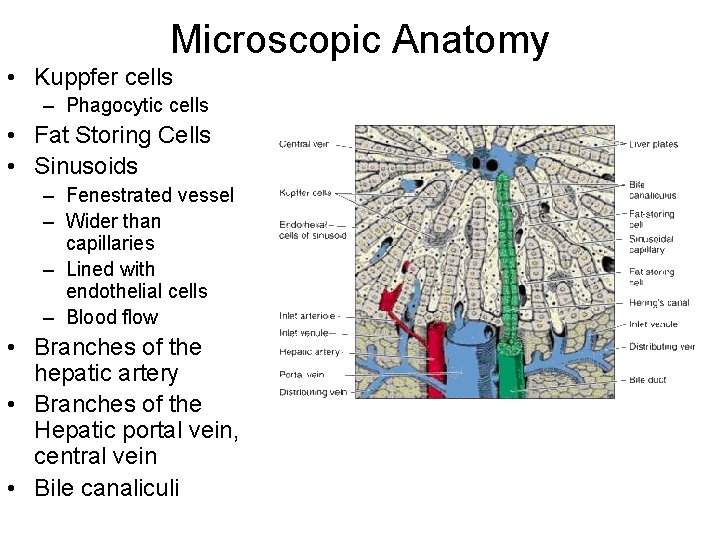 Microscopic Anatomy • Kuppfer cells – Phagocytic cells • Fat Storing Cells • Sinusoids