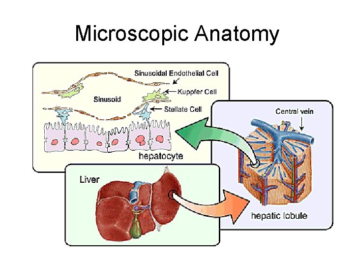 Microscopic Anatomy 