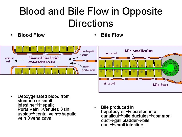 Blood and Bile Flow in Opposite Directions • Blood Flow • Deoxygenated blood from