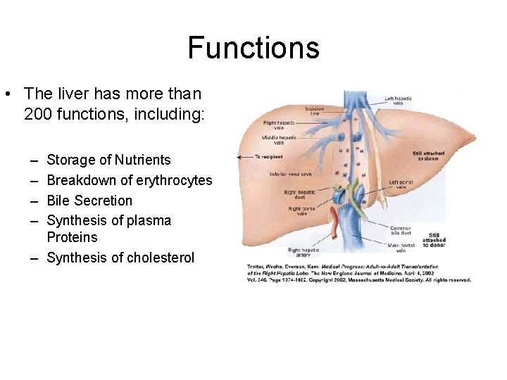 Functions • The liver has more than 200 functions, including: – – Storage of