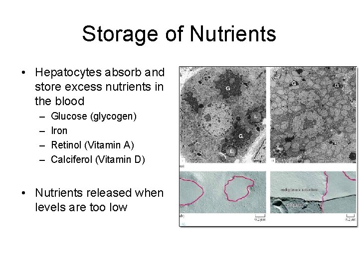 Storage of Nutrients • Hepatocytes absorb and store excess nutrients in the blood –