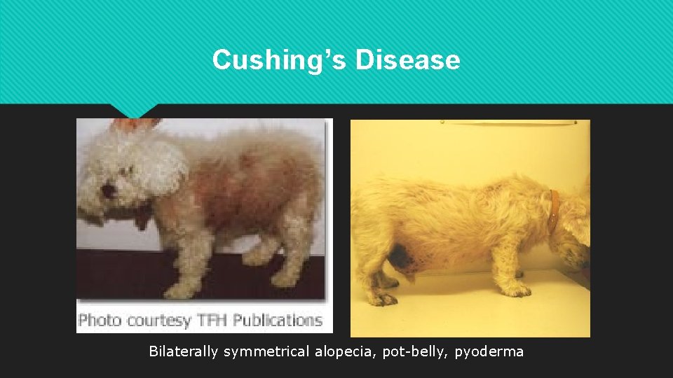 Cushing’s Disease Bilaterally symmetrical alopecia, pot-belly, pyoderma 