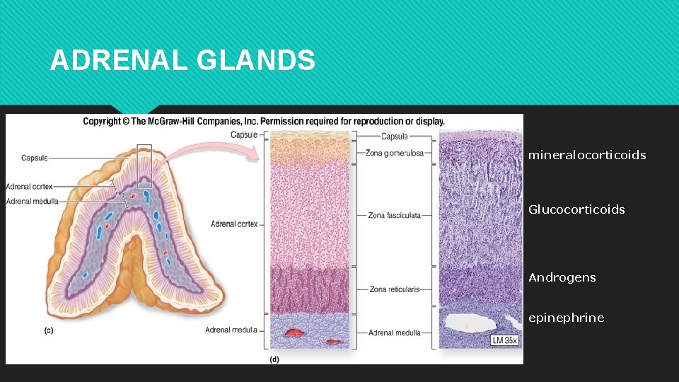 ADRENAL GLANDS mineralocorticoids Glucocorticoids Androgens epinephrine 