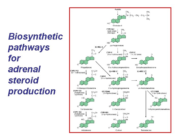 Biosynthetic pathways for adrenal steroid production 