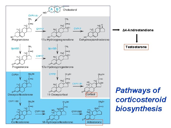 Δ 4 -Androstendione Testosterone Pathways of corticosteroid biosynthesis 