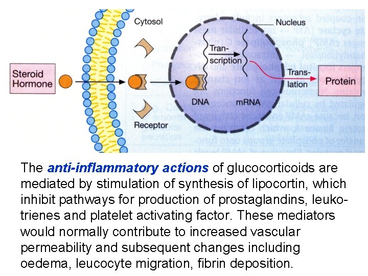 The anti-inflammatory actions of glucocorticoids are mediated by stimulation of synthesis of lipocortin, which
