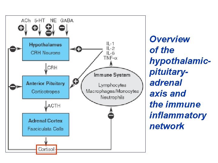 Overview of the hypothalamicpituitaryadrenal axis and the immune inflammatory network 