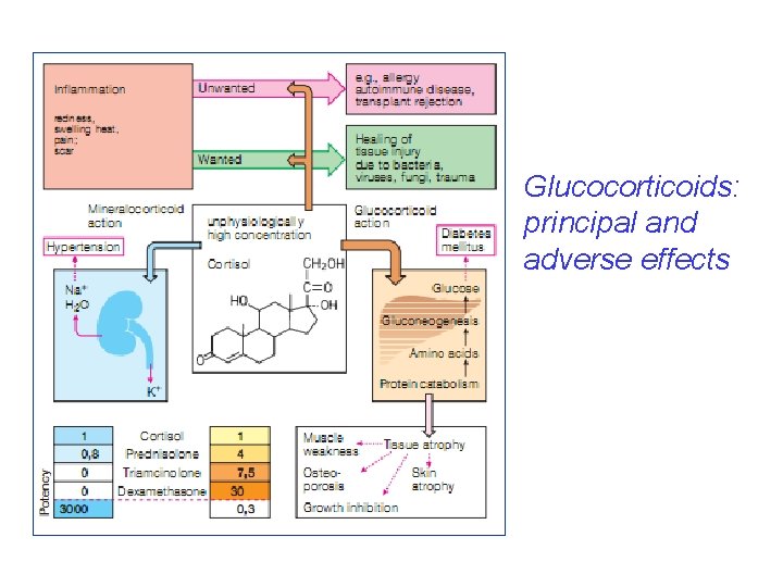 Glucocorticoids: principal and adverse effects 