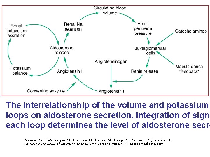 The interrelationship of the volume and potassium loops on aldosterone secretion. Integration of signa
