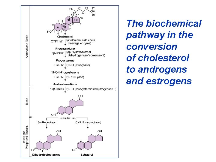 The biochemical pathway in the conversion of cholesterol to androgens and estrogens 