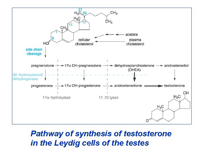 Pathway of synthesis of testosterone in the Leydig cells of the testes 