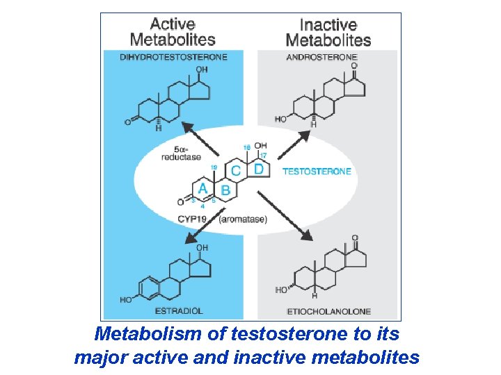 Metabolism of testosterone to its major active and inactive metabolites 