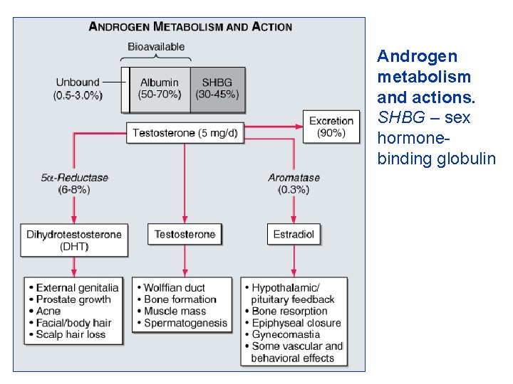 Androgen metabolism and actions. SHBG – sex hormonebinding globulin 