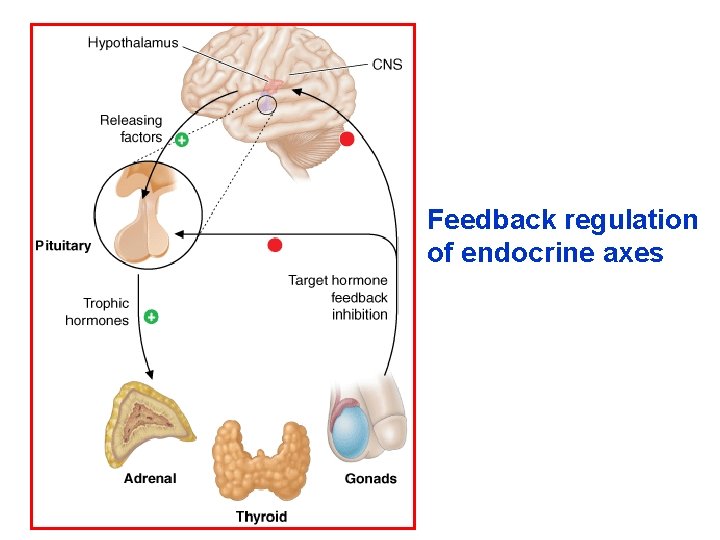 Feedback regulation of endocrine axes 