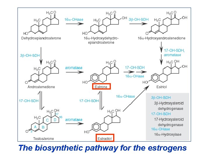 The biosynthetic pathway for the estrogens 