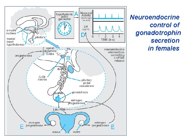 Neuroendocrine control of gonadotrophin secretion in females 