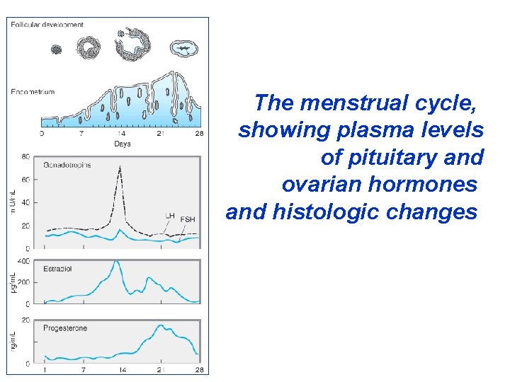 The menstrual cycle, showing plasma levels of pituitary and ovarian hormones and histologic changes