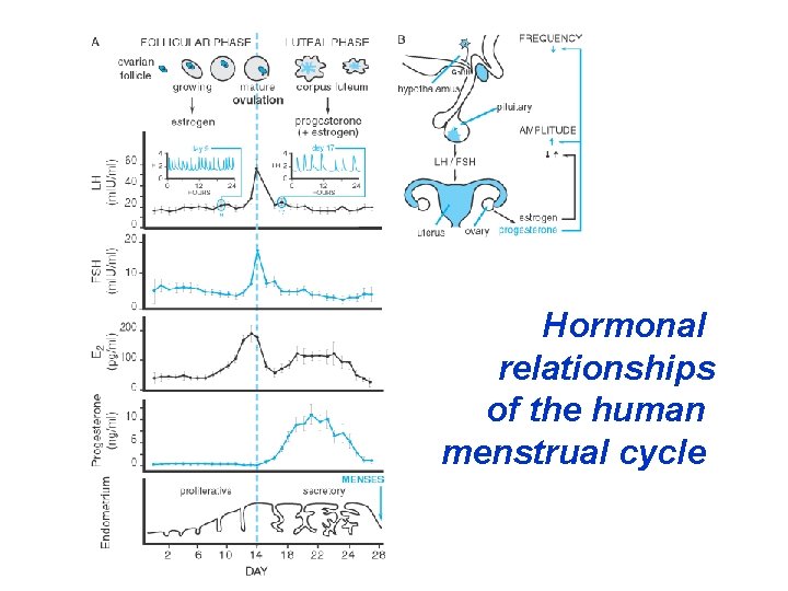 Hormonal relationships of the human menstrual cycle 