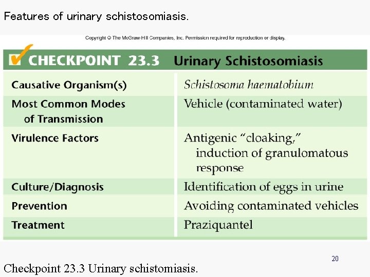 Features of urinary schistosomiasis. Checkpoint 23. 3 Urinary schistomiasis. 20 